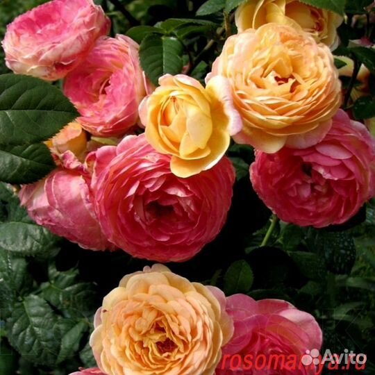 Роза Розоман Жанон