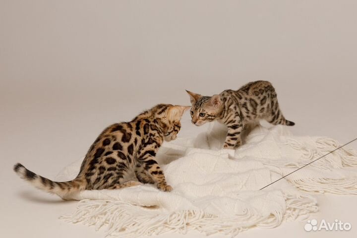 Бенгальская кошка