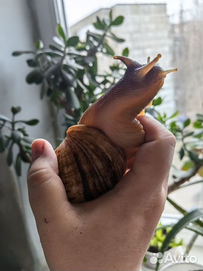 Улитята ахатины