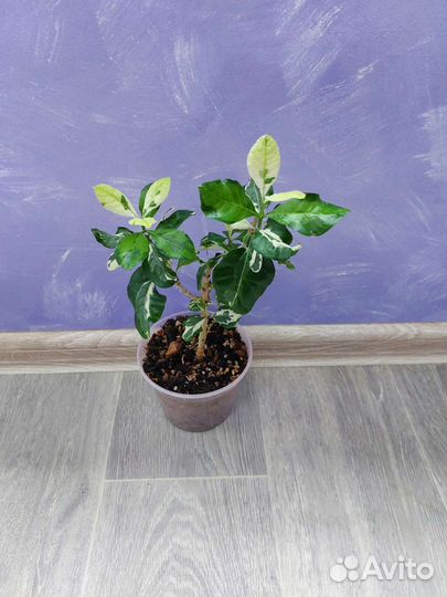 Вариегатные и экзотические