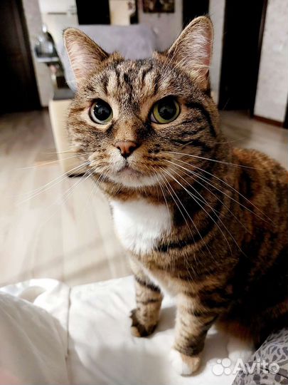 Красавица Муся в добрые руки