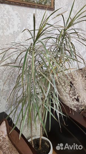 Пальма драцена