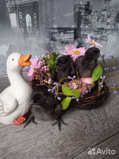 Цыплята.И/Я Мускусной индоутки