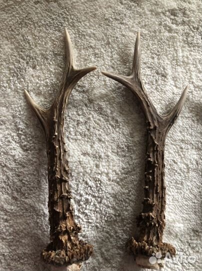 Рога косули