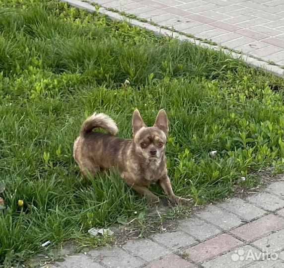 Найдена собака Люберцы