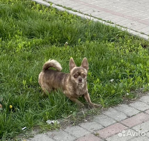 Найдена собака Люберцы