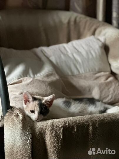 Котенок девочка