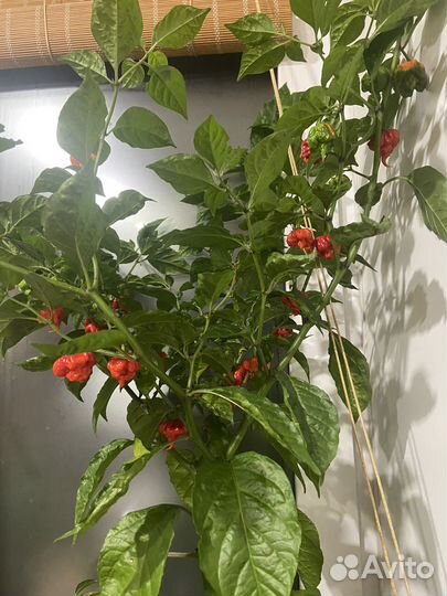 Очень острый перец 