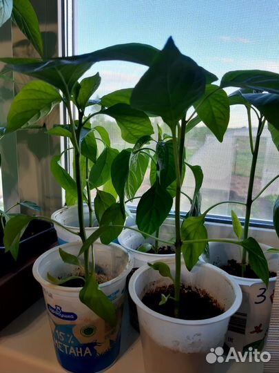 Рассада томатов перцев