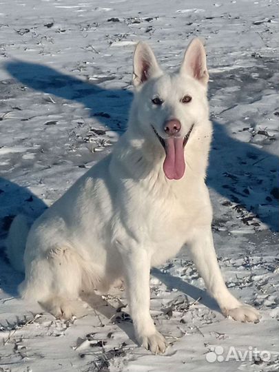 Белая Швейцарская овчарка (вязка)