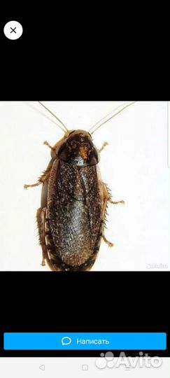 Мраморный таракан