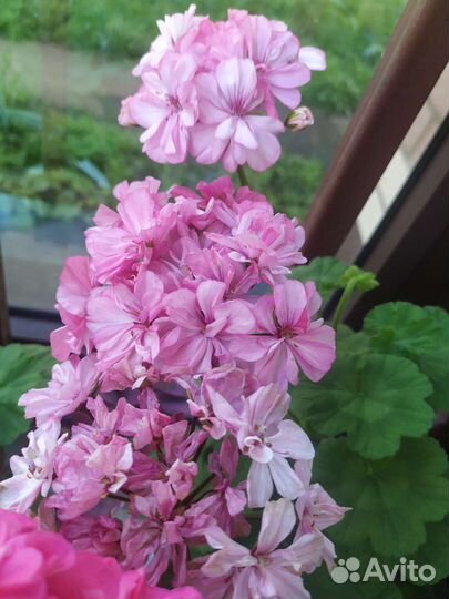 Пеларгония герань