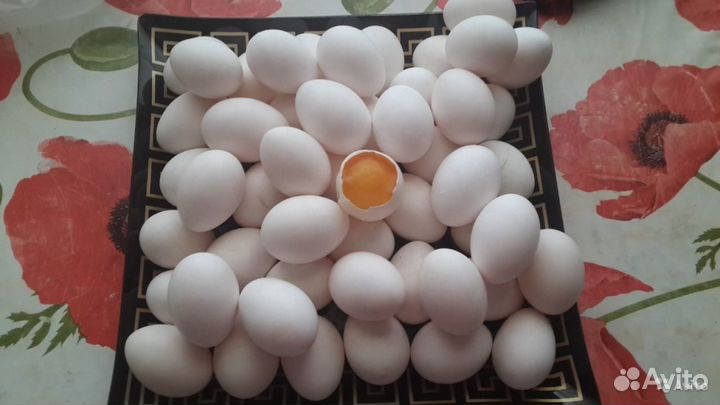 Куры несушки