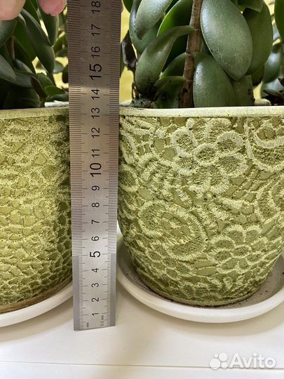 Денежное дерево толстянка в керамических горшках