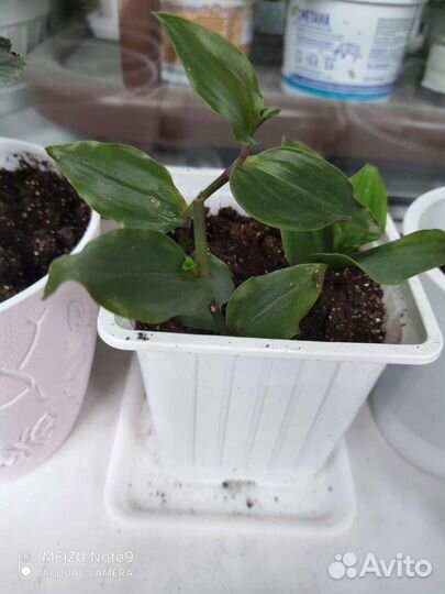 Традесканция