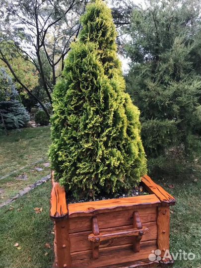 Туя смарагд