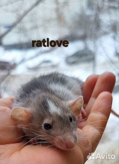 Крысята от ratlove