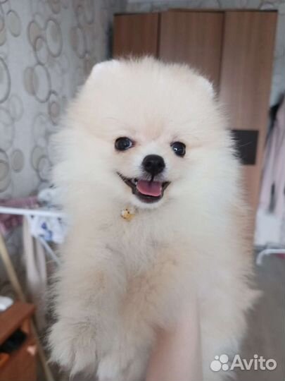 Померанский шпиц мини