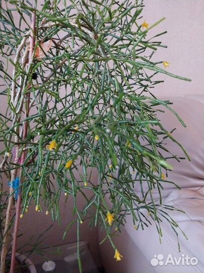 Комнатные цветы