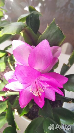 Декабрист сортовой