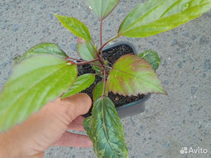 Гибискус комнатный