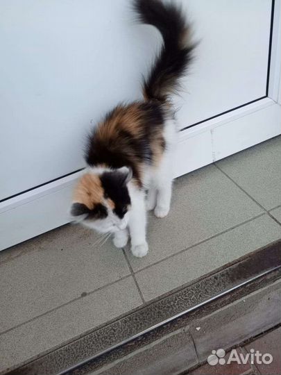 Отдам котенка в добрые руки