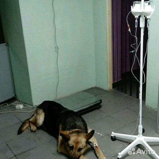 Ветеринар-терапевт-хирург. Орнитолог. Родентолог(с