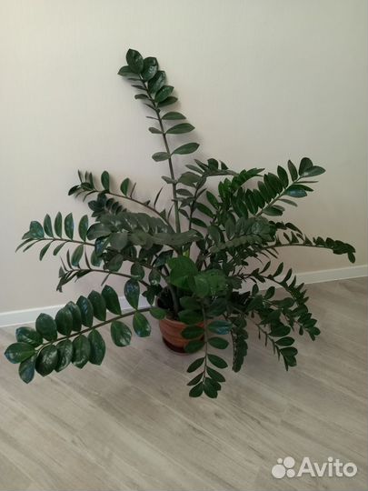 Замиокулькас