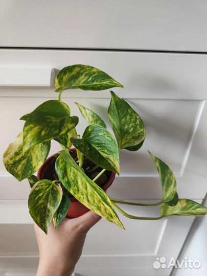 Эпипремнум ауреум и сциндапсус золотистый