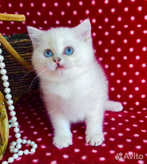 Мягкая плюшечка с голубыми глазками)