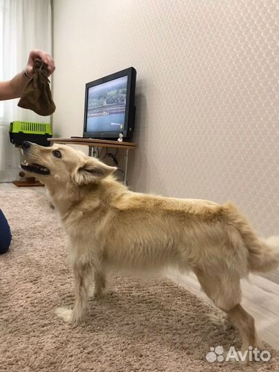 Стрижка Кошки Собаки Груминг