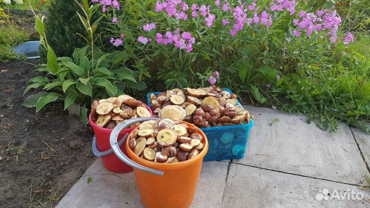 Опята и маслята маринованные