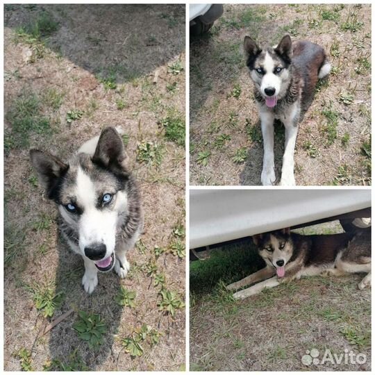 Найдена собака