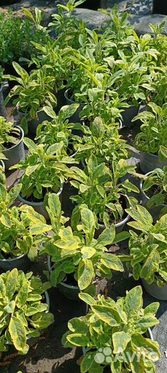 Розмарин саженцы, шалфей, тимьян