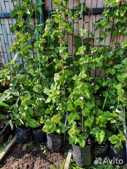 Ежемалина Тайберри