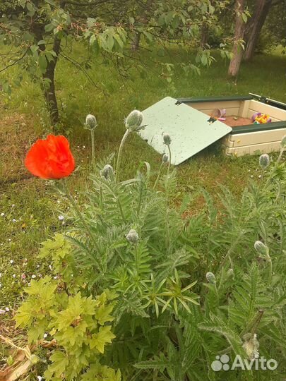 Мак садовый