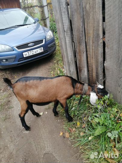 Англо нубийские козы