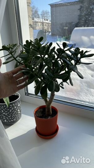 Цветок толстянка