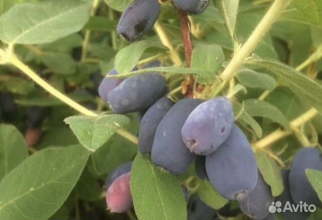 Жимолость Индиго Джем