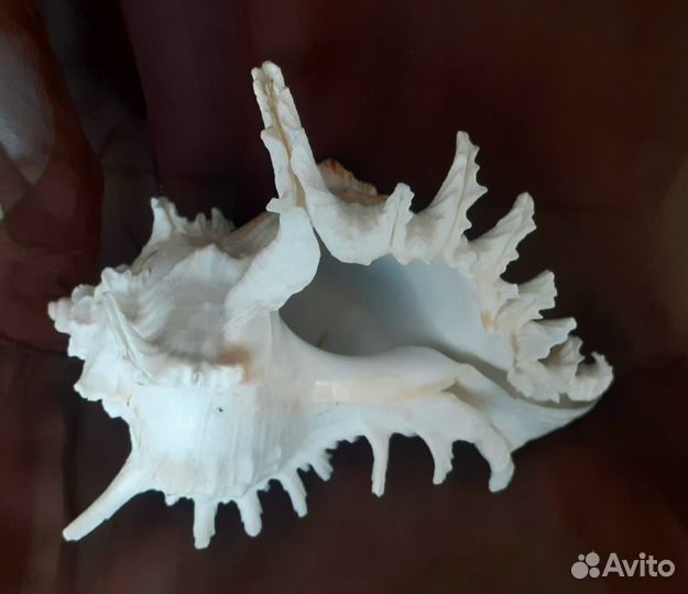 Ракушка больая морская