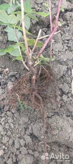 Саженцы ремонтантной малины