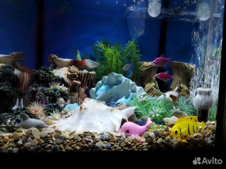 Аквариум с рыбками
