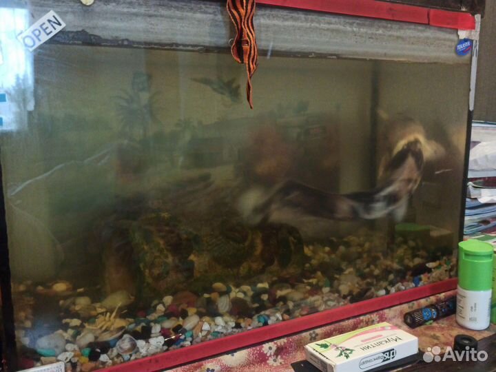 Аквариум