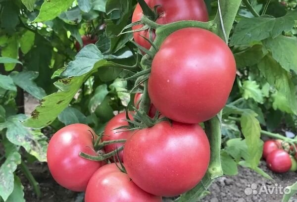 Семена Томат 