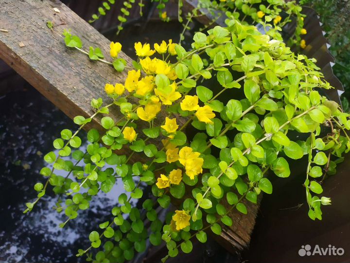 Монетчатый стелющийся вербейник