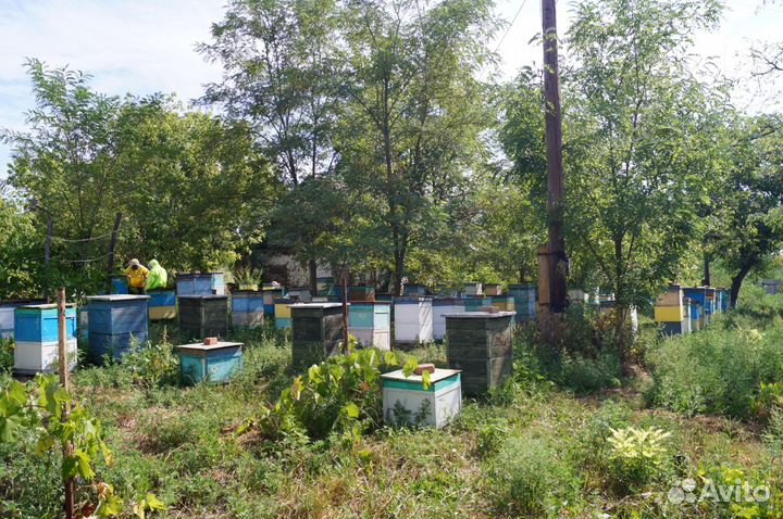 Мёд домашний, ростовский