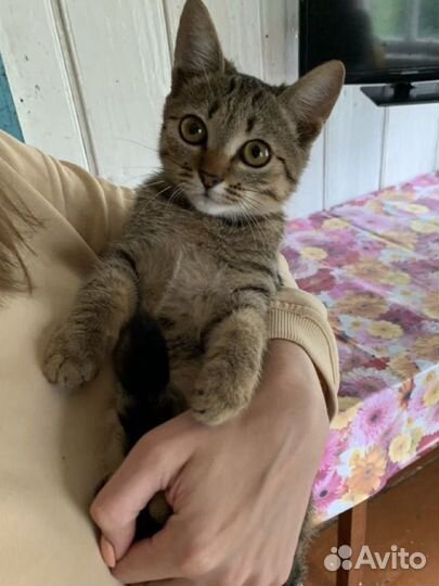 Котенок