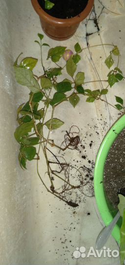 Циссус березка домашний виноград ампельное