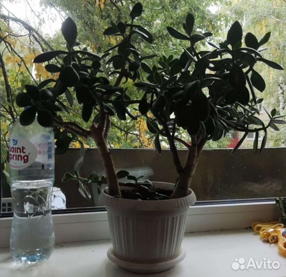 Красивое денежное деревце