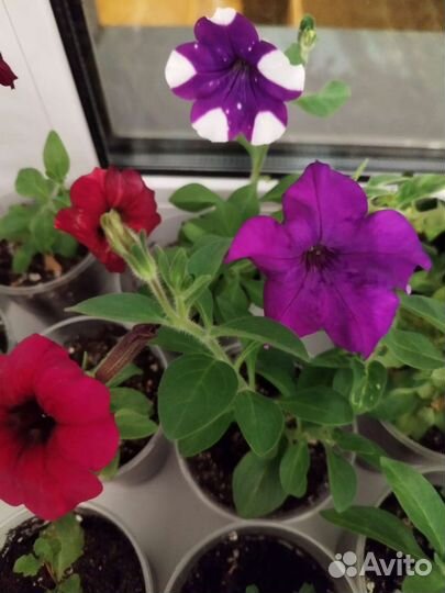 Вегетативная петуния